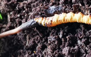 冬蟲夏草鮮草的多樣食用之道