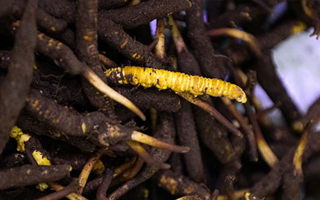 干鮮草冬蟲夏草價格揭秘