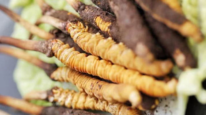 冬蟲夏草鮮草可以生吃嗎？一文解讀食用真相