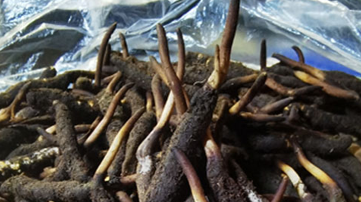 冬蟲(chóng)夏草鮮草能不能泡酒？科學(xué)解析與實(shí)用指南