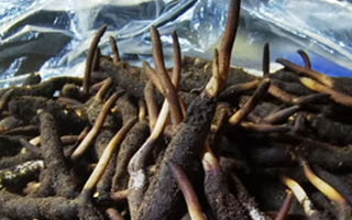 冬蟲(chóng)夏草鮮草能不能泡酒？科學(xué)解析與實(shí)用指南