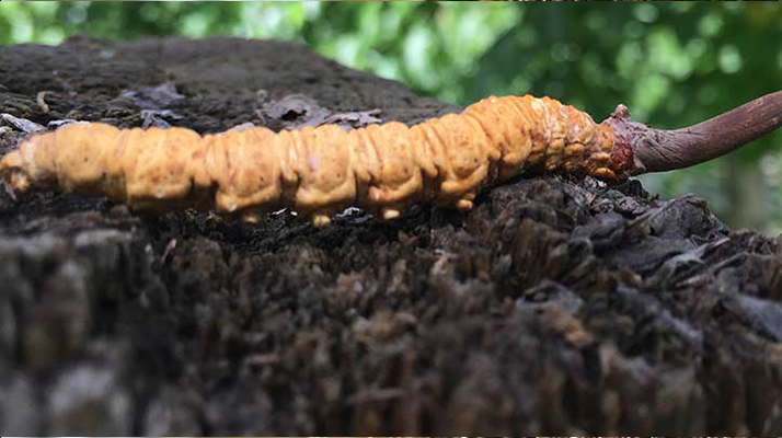 正宗野生<a href=http://www.baduowang.com/jiage/ target=_blank class=infotextkey>蟲草多少錢</a>一斤