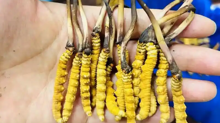 鮮冬蟲夏草出水怎么辦？實用處理指南