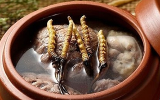 鮮冬蟲夏草吃多會上火嗎？一文解析真相