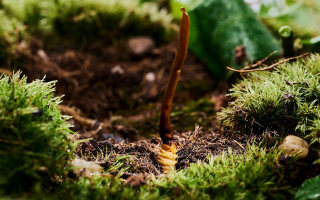 鮮香滋補(bǔ)！鮮冬蟲(chóng)夏草燉雞湯的美味做法