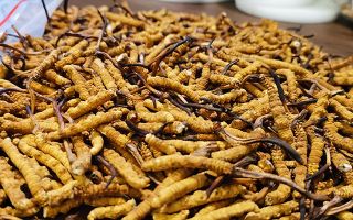 冬蟲夏草品質(zhì)價(jià)位表大全，一文掌握行情