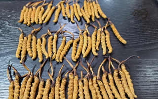 冬蟲夏草新草舊草辨別全攻略