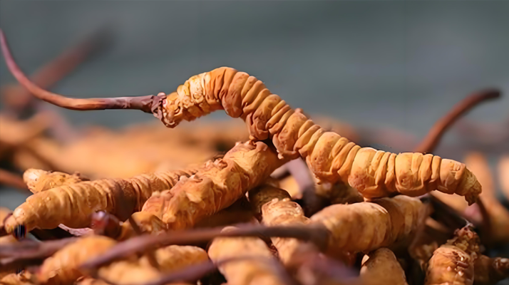 老人可以喝冬蟲夏草嗎？一文讀懂