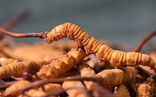 老人可以喝冬蟲夏草嗎？一文讀懂