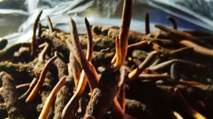 新鮮冬蟲夏草保存全攻略：鎖住營養(yǎng)，延長鮮味