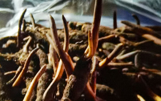 新鮮冬蟲(chóng)夏草保存全攻略：鎖住營(yíng)養(yǎng)，延長(zhǎng)鮮味