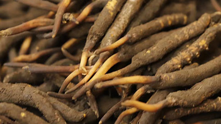 冬蟲夏草可以提高男性功能嗎？科學解析來了