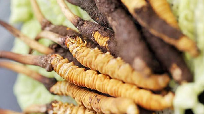 冰凍新鮮冬蟲夏草能吃嗎？