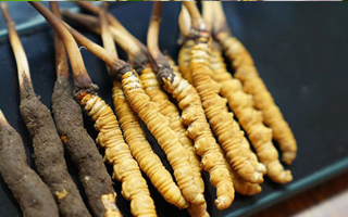 好冬蟲(chóng)夏草多少錢(qián)一斤？?jī)r(jià)格全解析