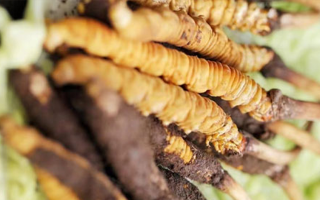 正宗冬蟲夏草多少錢一克？深度價格解析