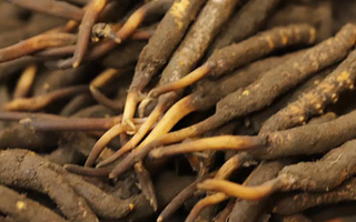 冬蟲夏草可以提高男性功能嗎？科學解析來了