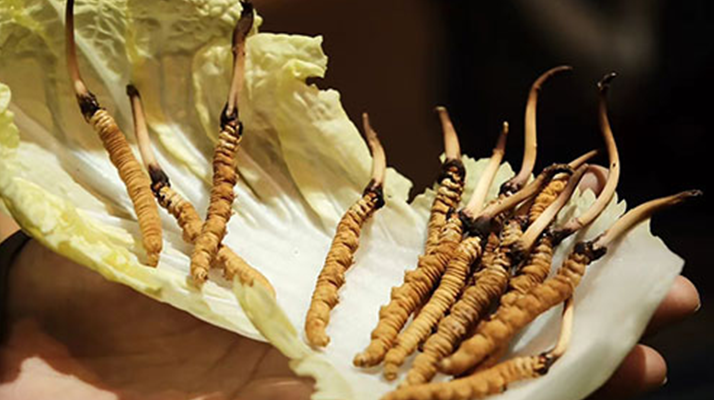 冬蟲(chóng)夏草為何鮮的好？深度解析鮮蟲(chóng)草的獨(dú)特優(yōu)勢(shì)