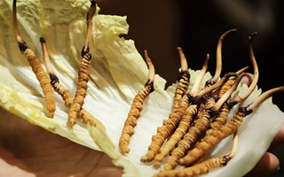 冬蟲(chóng)夏草為何鮮的好？深度解析鮮蟲(chóng)草的獨(dú)特優(yōu)勢(shì)