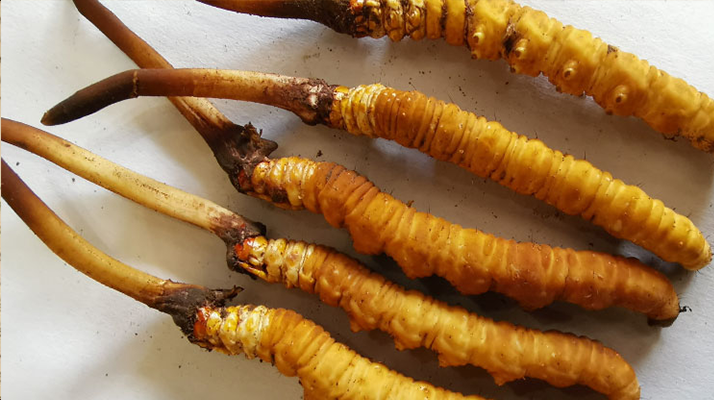 冬蟲夏草鮮草價(jià)格多少？揭秘其背后的定價(jià)密碼