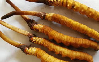 冬蟲夏草鮮草價(jià)格多少？揭秘其背后的定價(jià)密碼