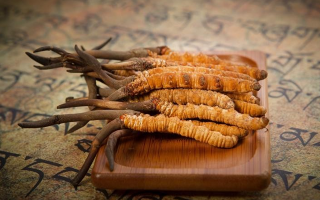 冬蟲(chóng)夏草鮮草會(huì)上火嗎？科學(xué)解讀其食用特性