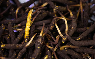 吃新鮮冬蟲夏草會過敏嗎？一文為你揭秘