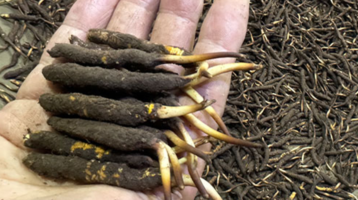 冬蟲(chóng)夏草燉湯真能提鮮？揭開(kāi)滋補(bǔ)食材的味覺(jué)密碼