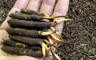 冬蟲(chóng)夏草燉湯真能提鮮？揭開(kāi)滋補(bǔ)食材的味覺(jué)密碼