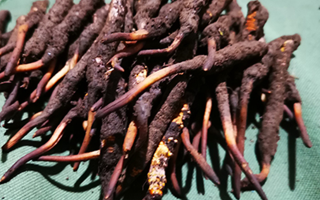 新鮮冬蟲夏草哪里買？全渠道選購指南