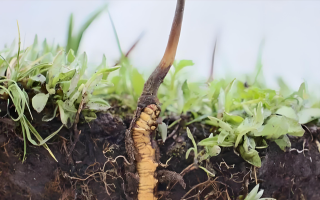 冬蟲夏草鮮草一天吃幾個？科學(xué)食用指南來了