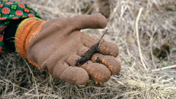 探秘純野生新鮮飽滿冬蟲夏草：自然饋贈(zèng)的滋補(bǔ)瑰寶