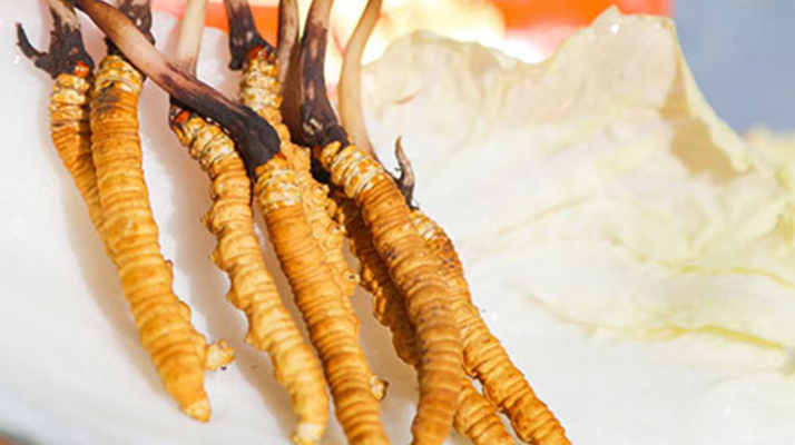 冬蟲夏草鮮草一般哪里有？多渠道獲取指南