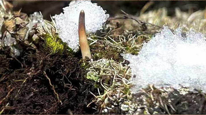 冰鮮的冬蟲(chóng)夏草還能吃嗎？一文讀懂食用真相? ? ? ?