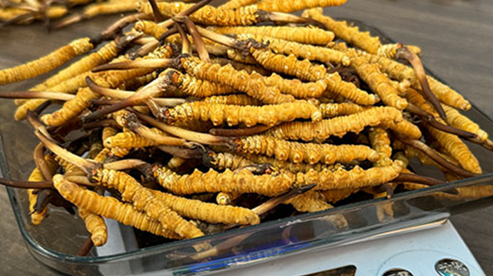 冬蟲夏草鮮草收購價格解析：影響因素與市場動態(tài)