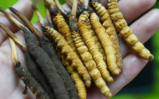 冬蟲(chóng)夏草鮮草生吃可以嗎？一文了解食用風(fēng)險(xiǎn)與建議