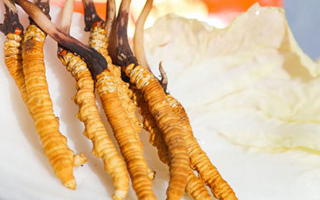 冬蟲夏草鮮草一般哪里有？多渠道獲取指南