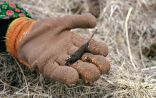 那曲鮮草上市時(shí)間揭秘
