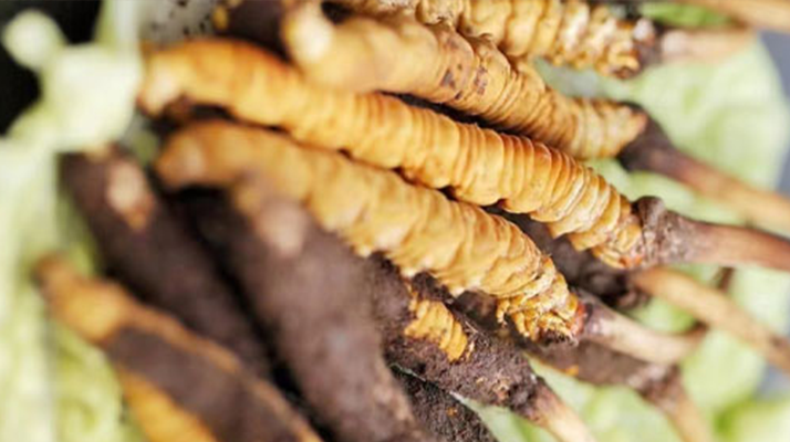 一文讀懂：鮮<a href=http://www.baduowang.com/jiage/ target=_blank class=infotextkey>冬蟲夏草價(jià)格</a>揭秘