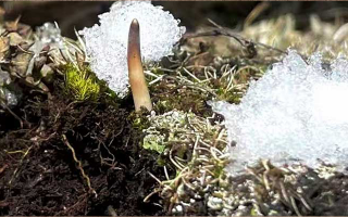 鮮冬蟲夏草燉湯多久能吃？科學燉煮時間全解析