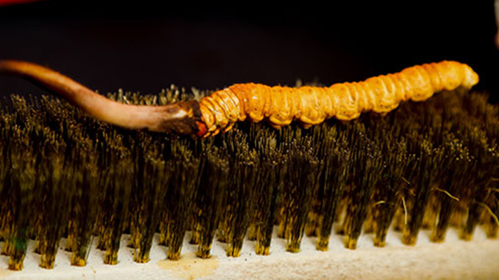 鮮冬蟲夏草什么口感最好？探尋舌尖上的滋補美味? ? ? ?