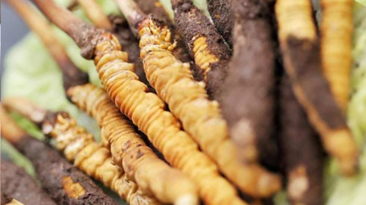 鮮冬蟲夏草哪個(gè)尺寸最好？一文讀懂，不再糾結(jié)