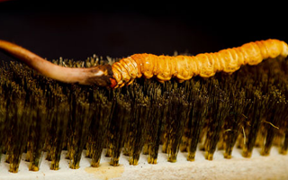 鮮冬蟲夏草什么口感最好？探尋舌尖上的滋補美味? ? ? ?