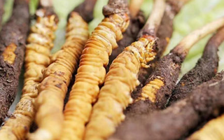 鮮冬蟲夏草能存放多久？科學(xué)保存指南來了