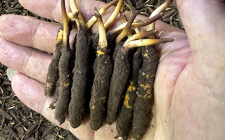 3000 條蟲草一克是幾只？深入解析蟲草規(guī)格與重量關(guān)系? ? ? ?