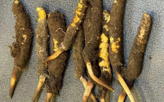 野生冬蟲夏草一斤多少錢？多維度價格解析