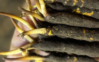 蟲草怎么存放比較好？科學(xué)保存指南