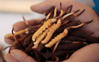 新鮮蟲草單根價(jià)格探秘