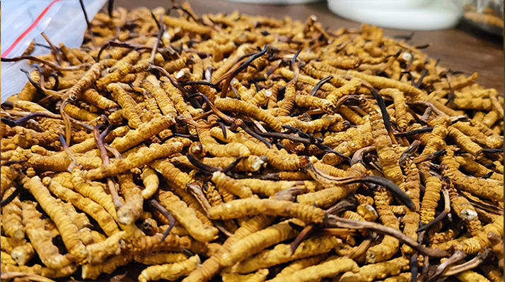 <a href=http://www.baduowang.com/ target=_blank class=infotextkey>冬蟲夏草</a>市場價格解碼：從黃金克價到價值迷霧