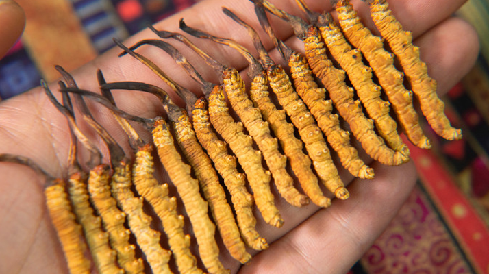 二級(jí)<a href=http://www.baduowang.com/jiage/ target=_blank class=infotextkey>冬蟲夏草的價(jià)格</a>一克