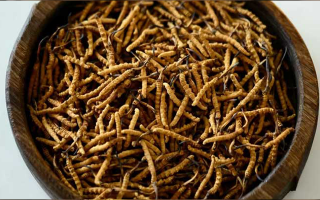 冬蟲夏草價(jià)格探秘：多因素交織下的市場行情